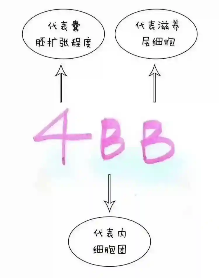 深入解析囊胚等级：辅助生殖成功率的关键因素